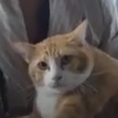 Кот съеденный питоном и выживший