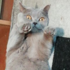 Котик кунфу