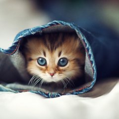 Котик