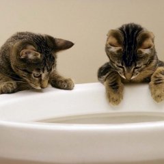 Коты