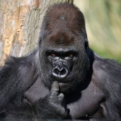 Ло