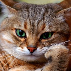 Недовольный кот