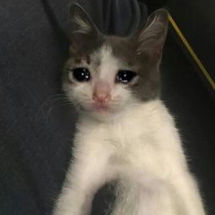 Плачущмй кот 2