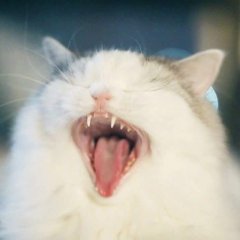 Re Новое Мнение