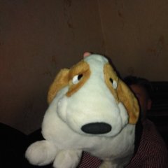 Собака