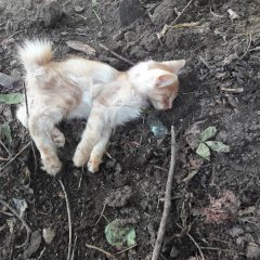 Тварь не успела сказать
