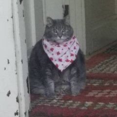 Блины неси