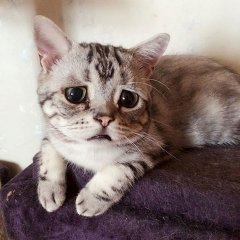 Грустный котэ