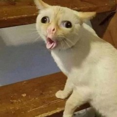 Кашляющий кот