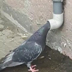 Кек