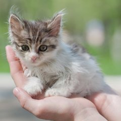 Кот