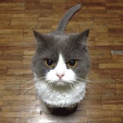 Kot