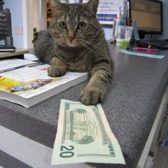 Кот