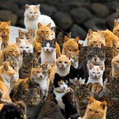Коты