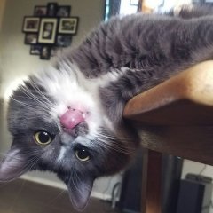 Котяра