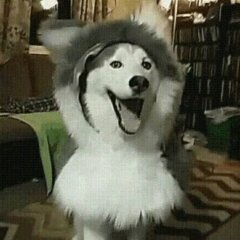 Мой