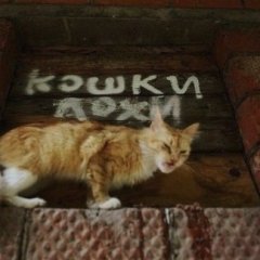 Офигели