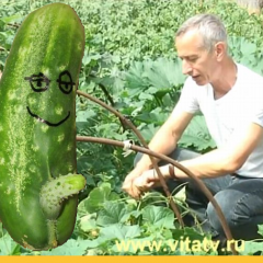 Огурчик