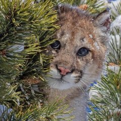 Кот сексист