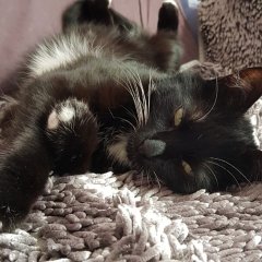 Кот