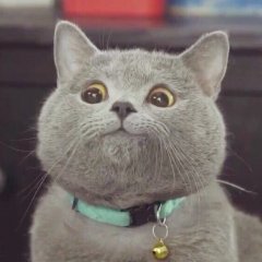 Котек