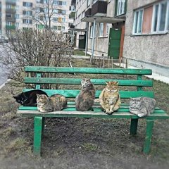 Коты на лавочке