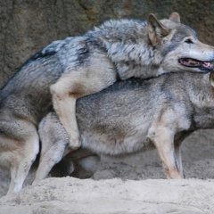 Настоящему пацану дорога свобода
