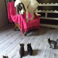 Шарик