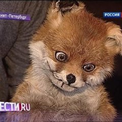 Упоротый лис на рос тв