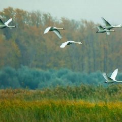 Гусь свинье не товарищмы полетели