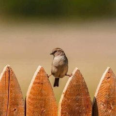 Каратэ-птица