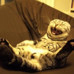 Кот ржака