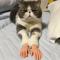 Кот с чел руками