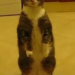 Кот ждун
