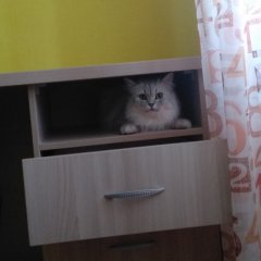 Кот