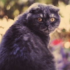 Кот