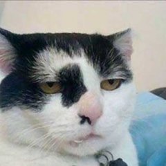 Кот