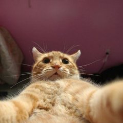 Кот