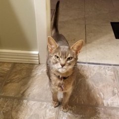 Кот