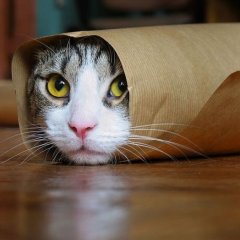 Кот