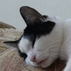 Котэ