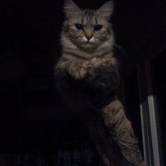 Моя кошка Бася