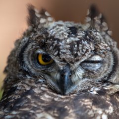 Подмигивающая сова