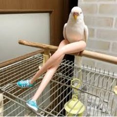 Попугайчик с ногами