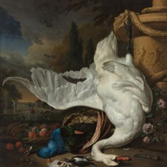 Dead swan