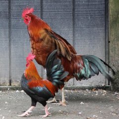 Гигантский Петух