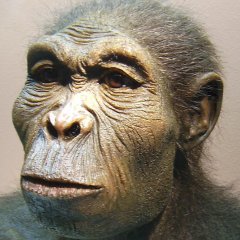 Homo habilis
