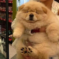 Is doggo vv fat or a floofer