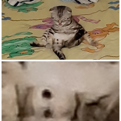 Коки