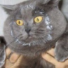 Кот в сметане